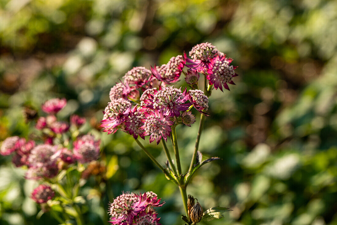 Astrantia major 'Rosensinfonie' (Rose Symphony)