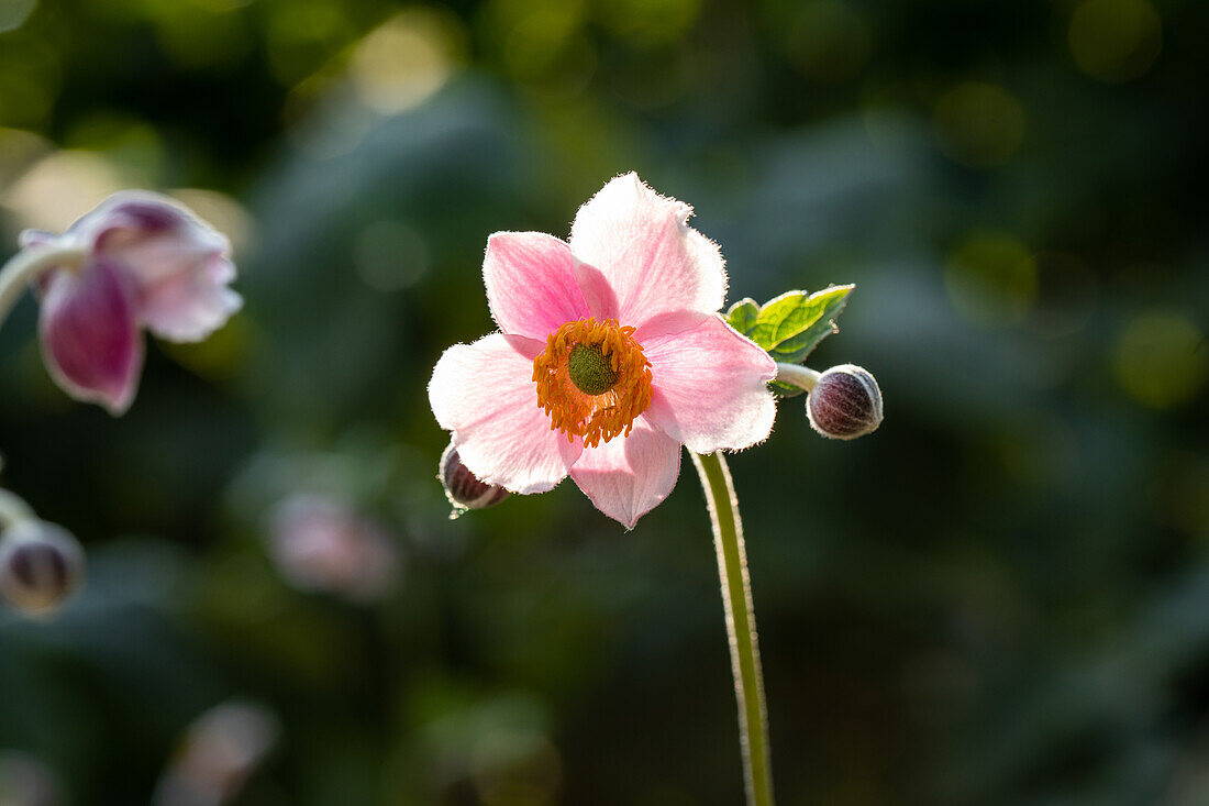Anemone japonica, rosa