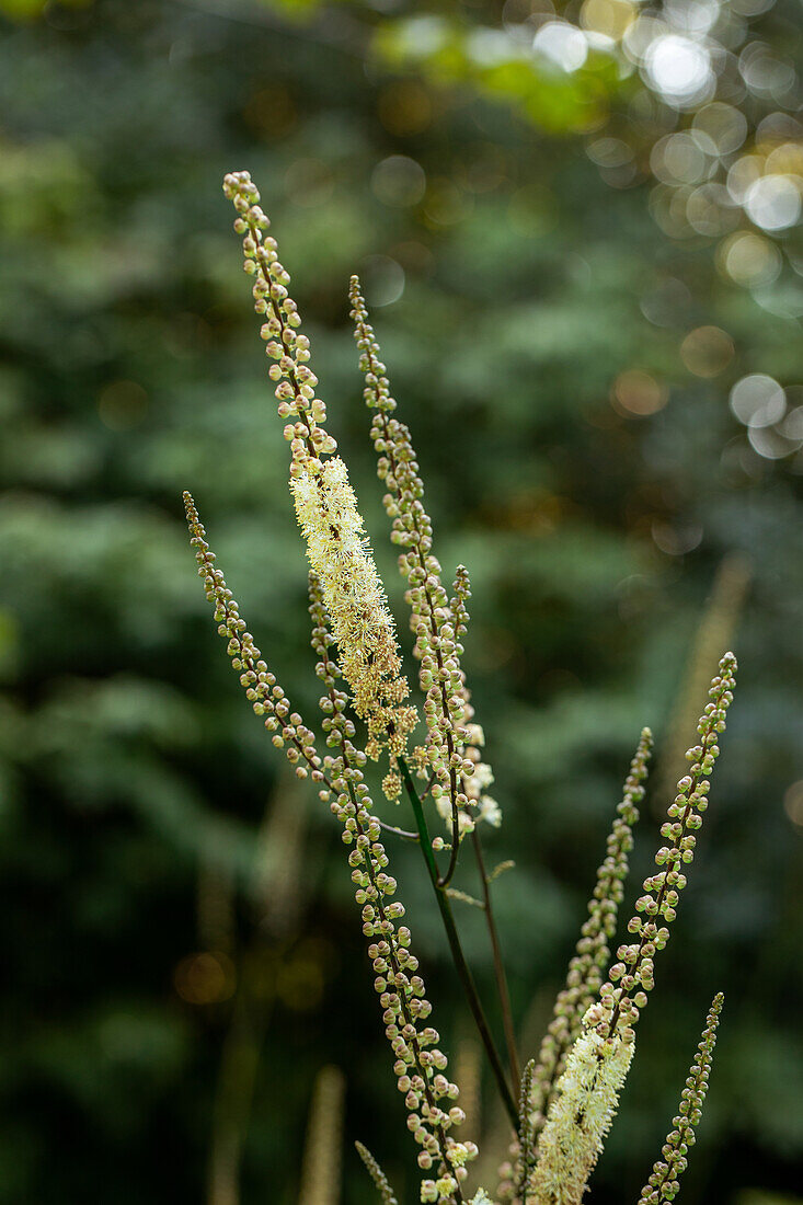 Cimicifuga racemosa var. cordifolia