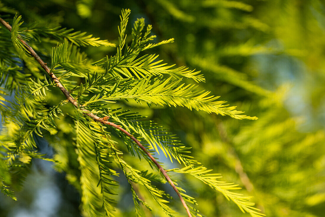 Taxodium distichum