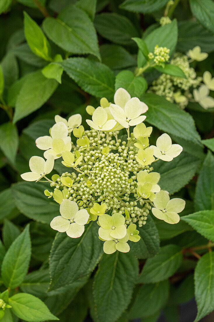 Hydrangea paniculata 'Confetti'