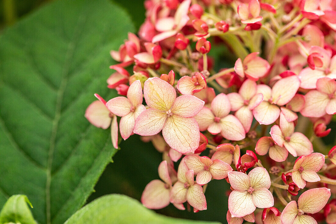 Hydrangea arborescens 'Ruby Annabelle'®