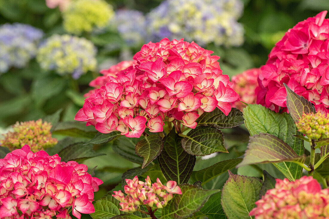 Hydrangea macrophylla 'Red Angel'®