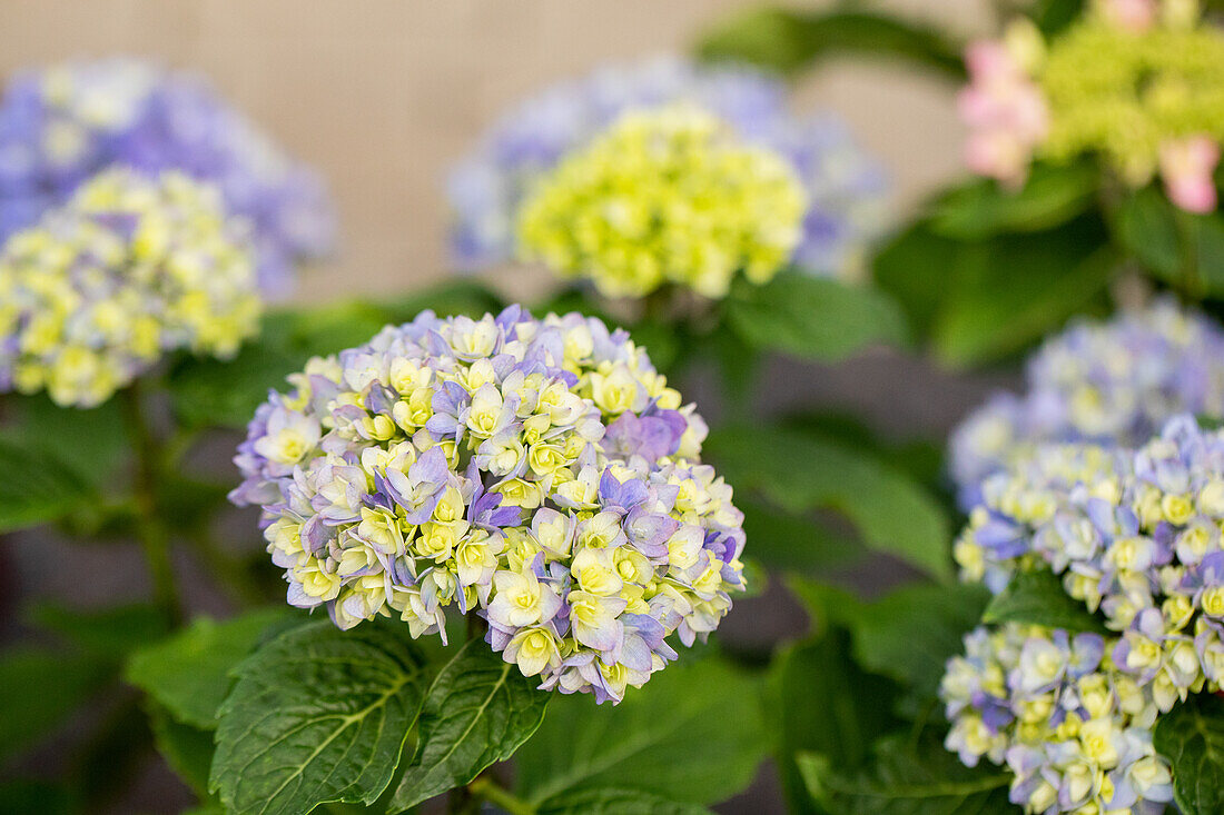 Hydrangea macrophylla 'You & Me Together' ®