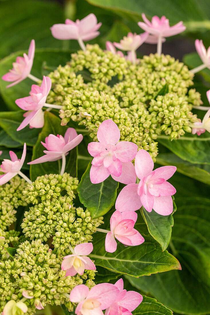 Hydrangea macrophylla 'You & Me Romance' ® 