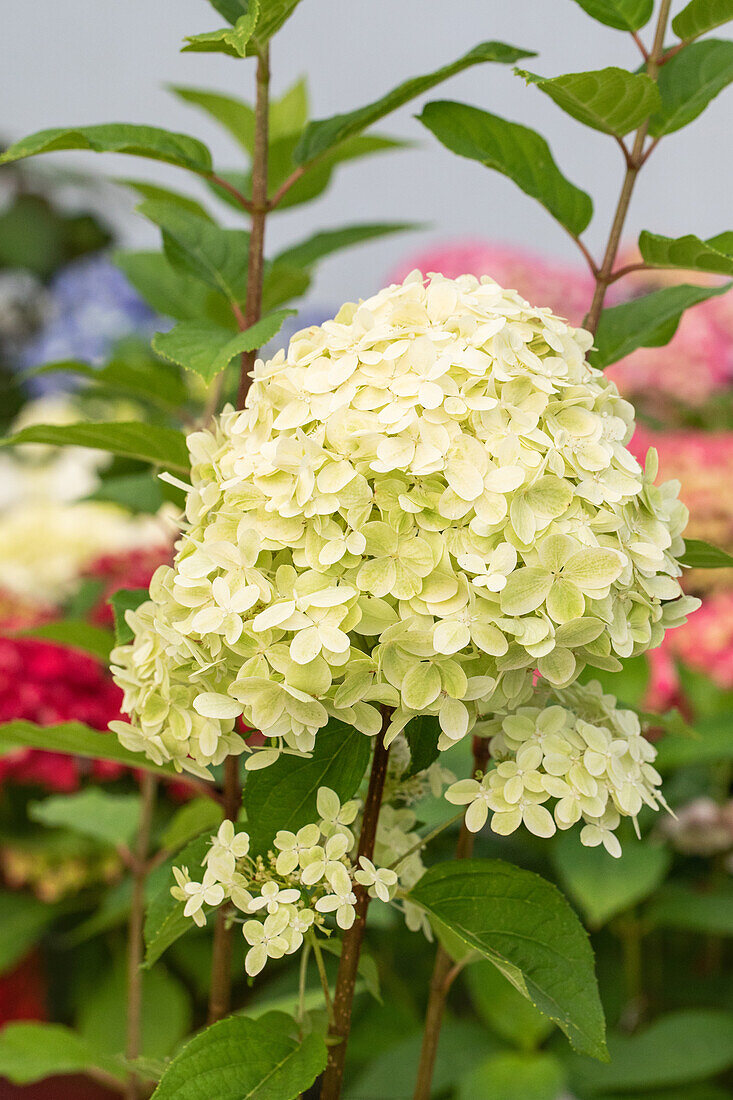 Hydrangea paniculata 'Limelight' ® 