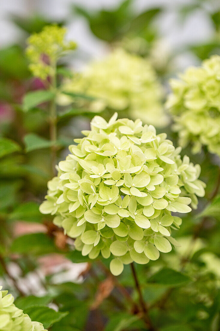 Hydrangea paniculata 'Little Lime' ® 