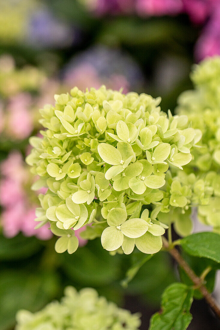 Hydrangea paniculata 'Little Lime' ®