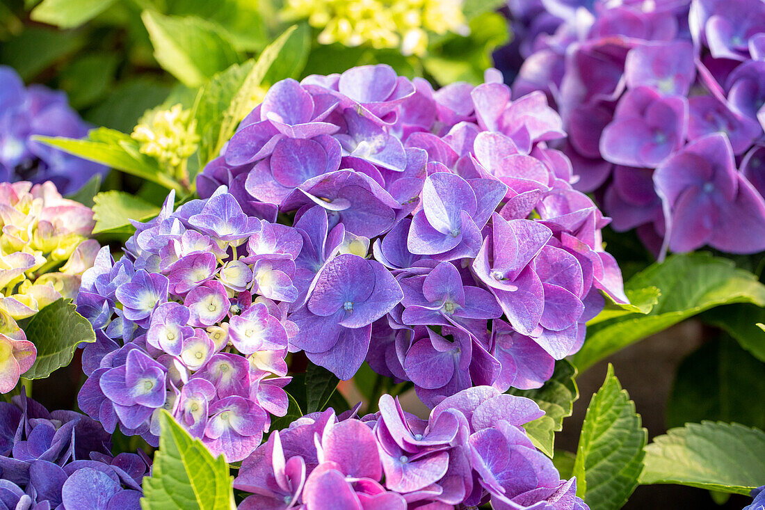 Hydrangea macrophylla 'Jip Blue'