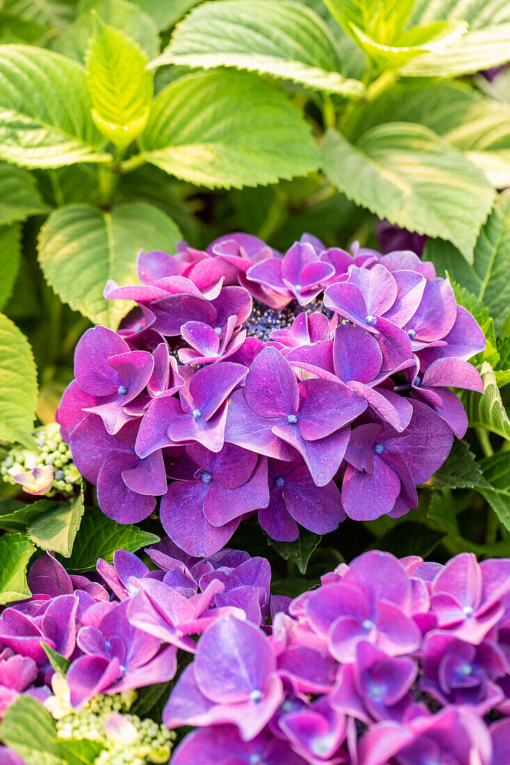 Hydrangea macrophylla 'Schöne Bautznerin' (Bautzner Beauty)