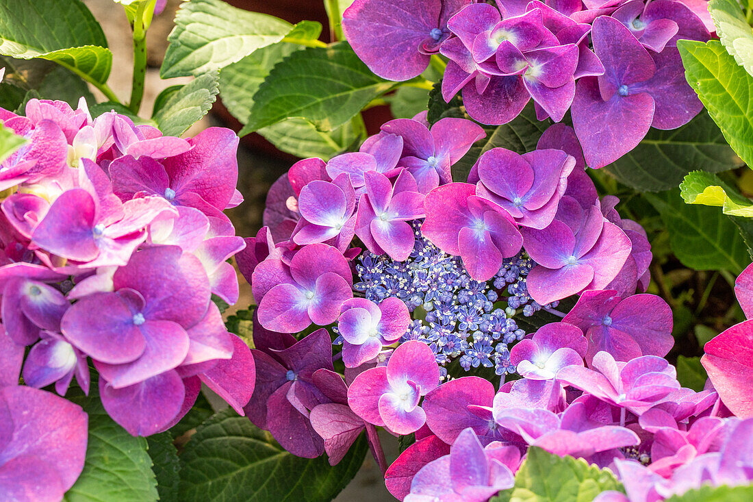 Hydrangea macrophylla 'Schöne Bautznerin'