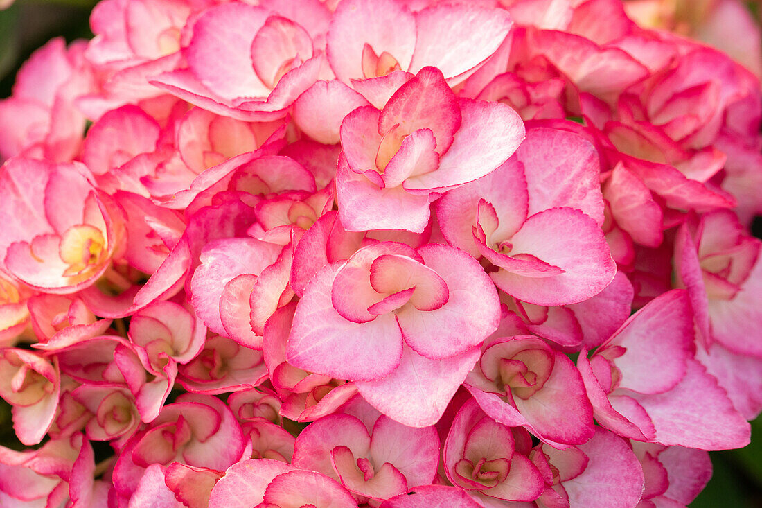 Hydrangea macrophylla 'Saxon ® Gräfin Cosel'