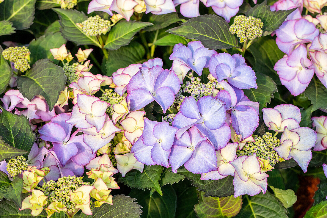 Hydrangea macrophylla 'Frisbee'®