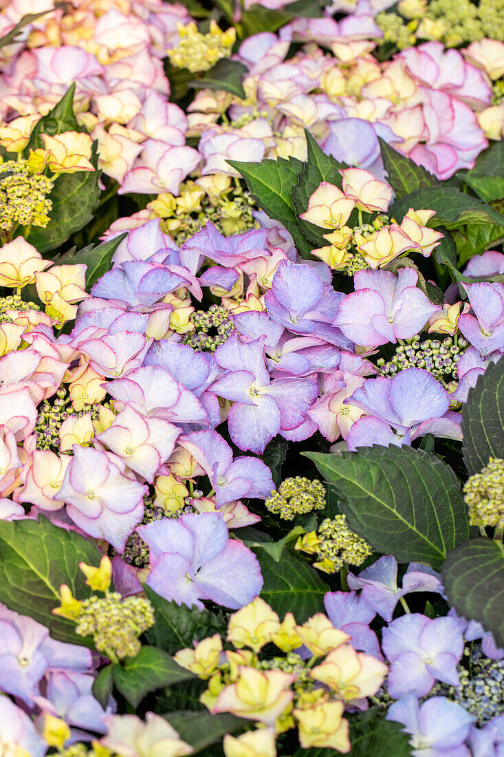 Hydrangea macrophylla 'Frisbee'®