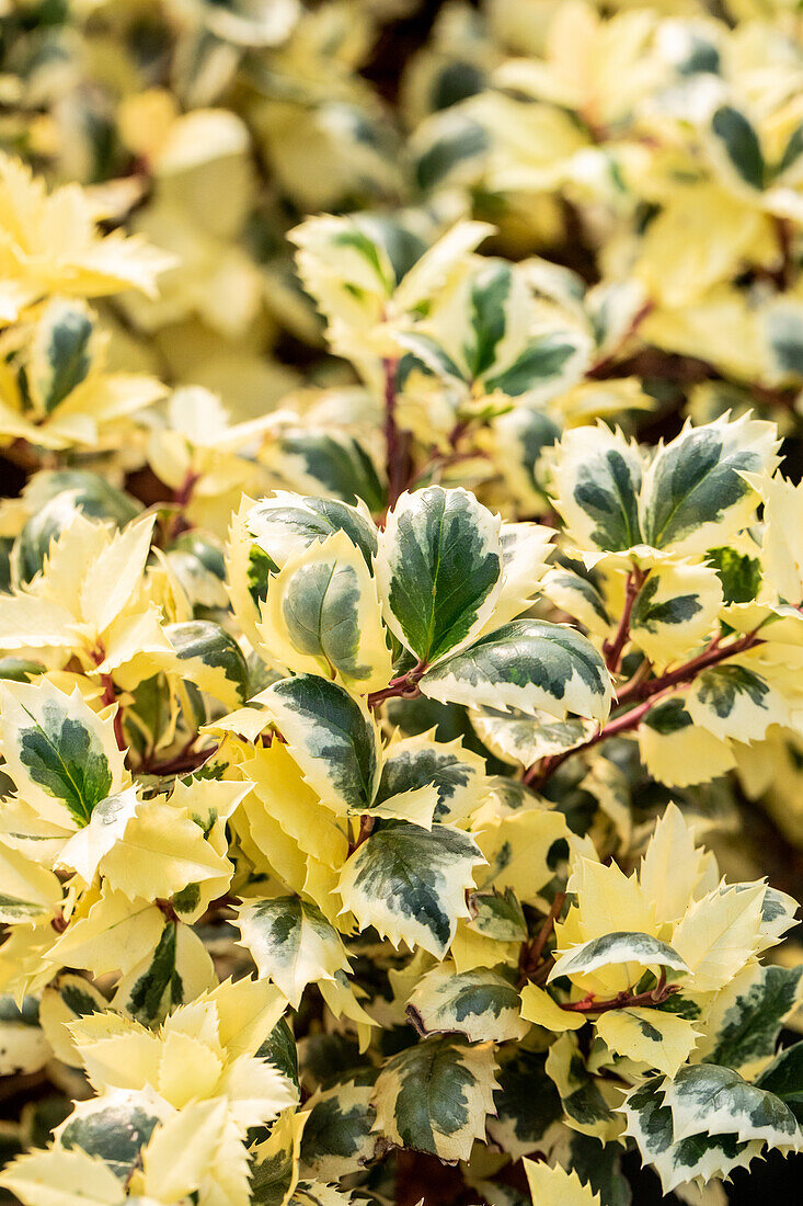 Ilex meserveae 'Casanova'(s)