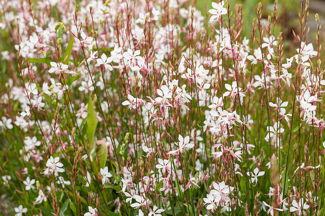 Gaura lindheimeri, weiß