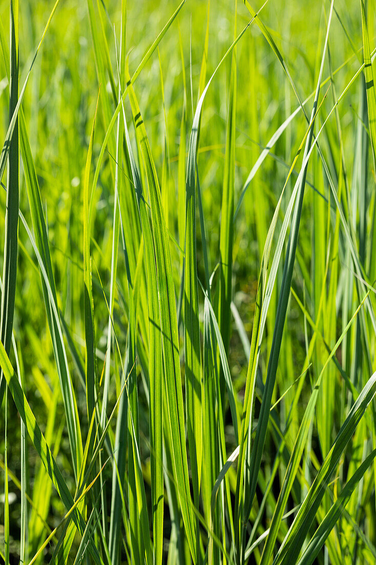 Miscanthus sinensis