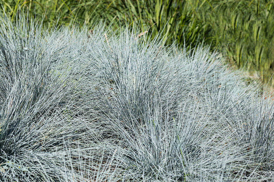 Festuca glauca