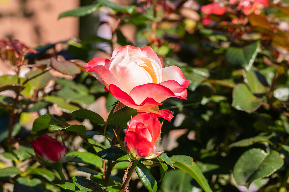 Edelrose, red-white