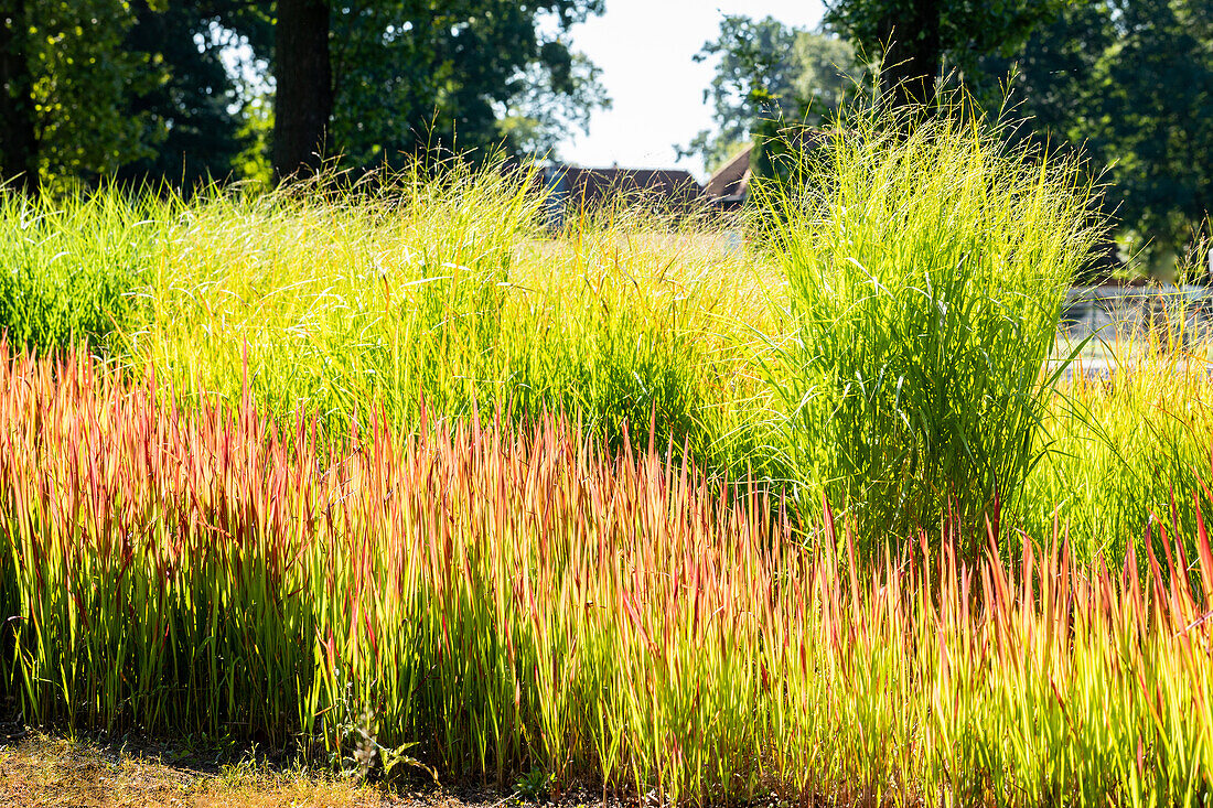 Imperata cylindrica 'Red Baron'