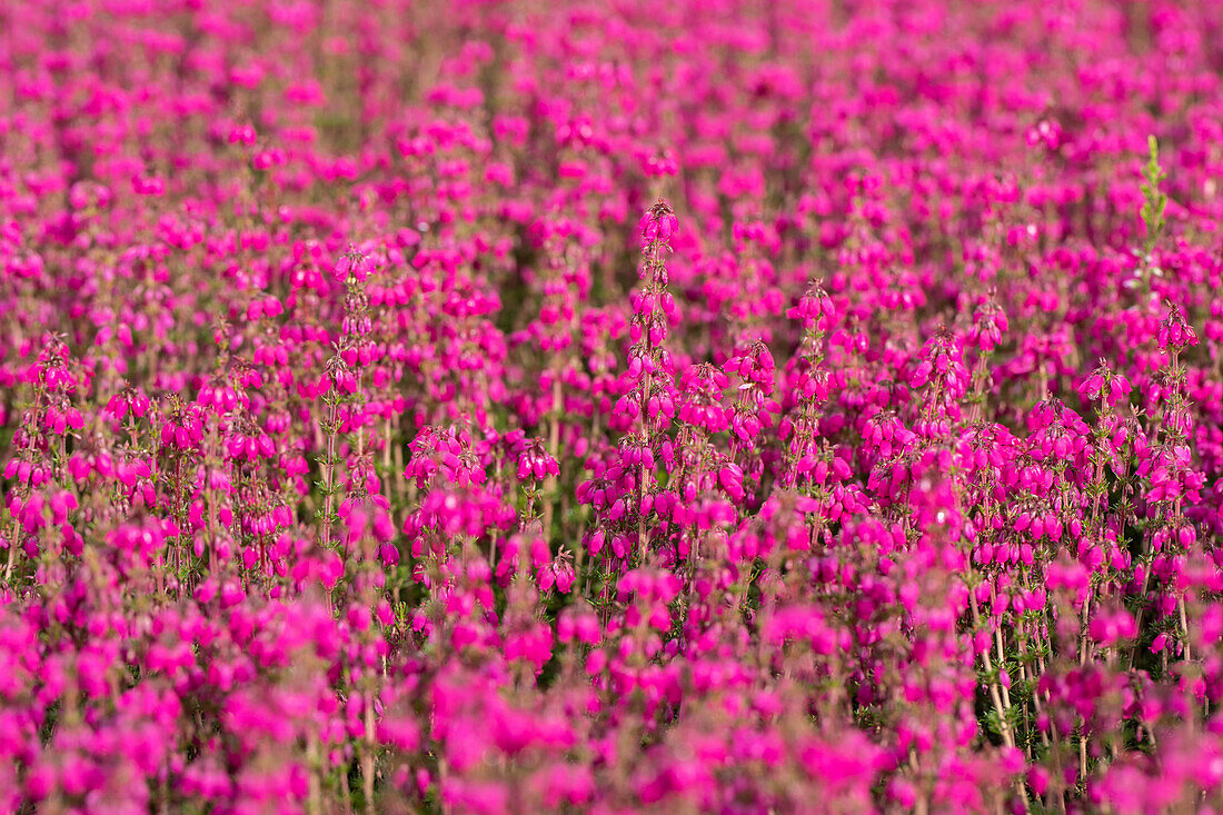 Erica cinerea 'Roter Kobold'