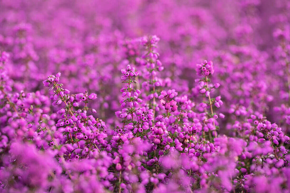 Erica cinerea 'Pallas'