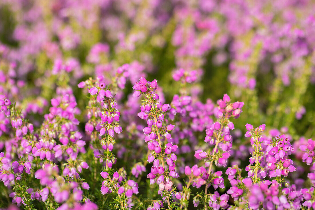 Erica cinerea 'Cevennes'