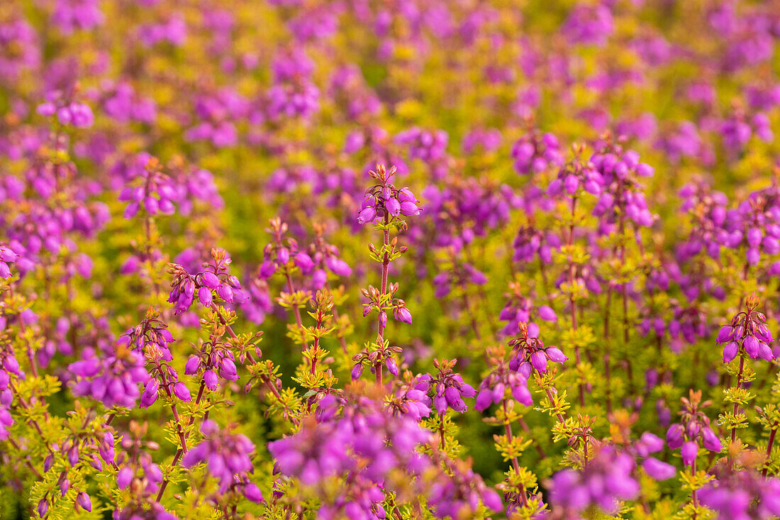 Erica cinerea Golden Sport