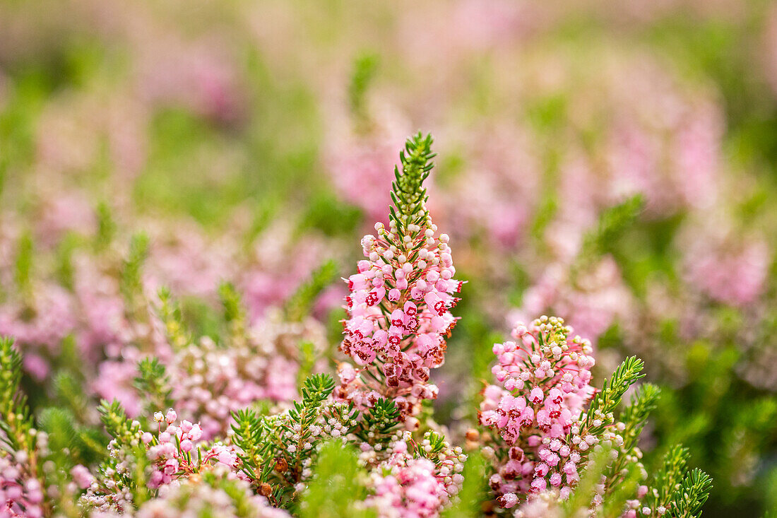 Erica vagans 'St. Keverne'