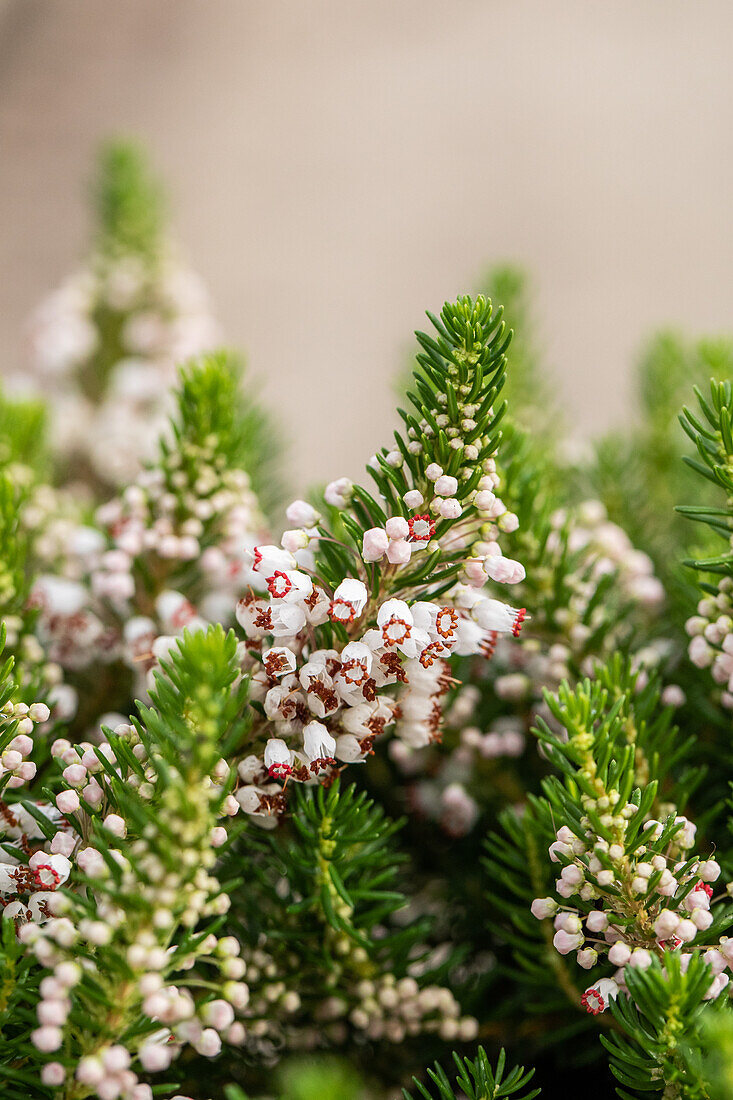 Erica vagans 'Alba'