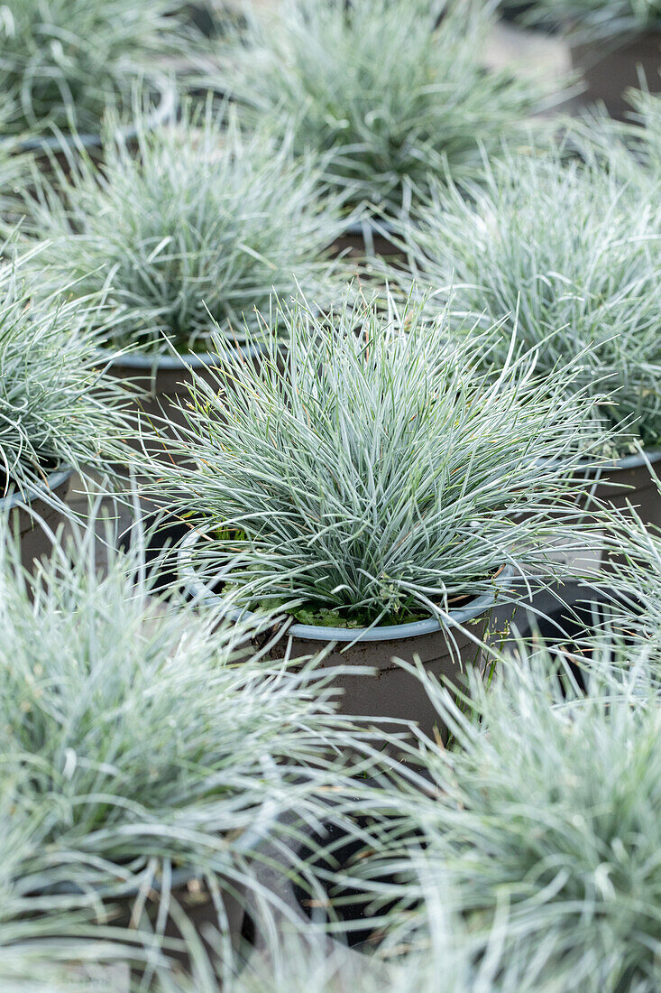 Festuca cinerea 'Glauca'