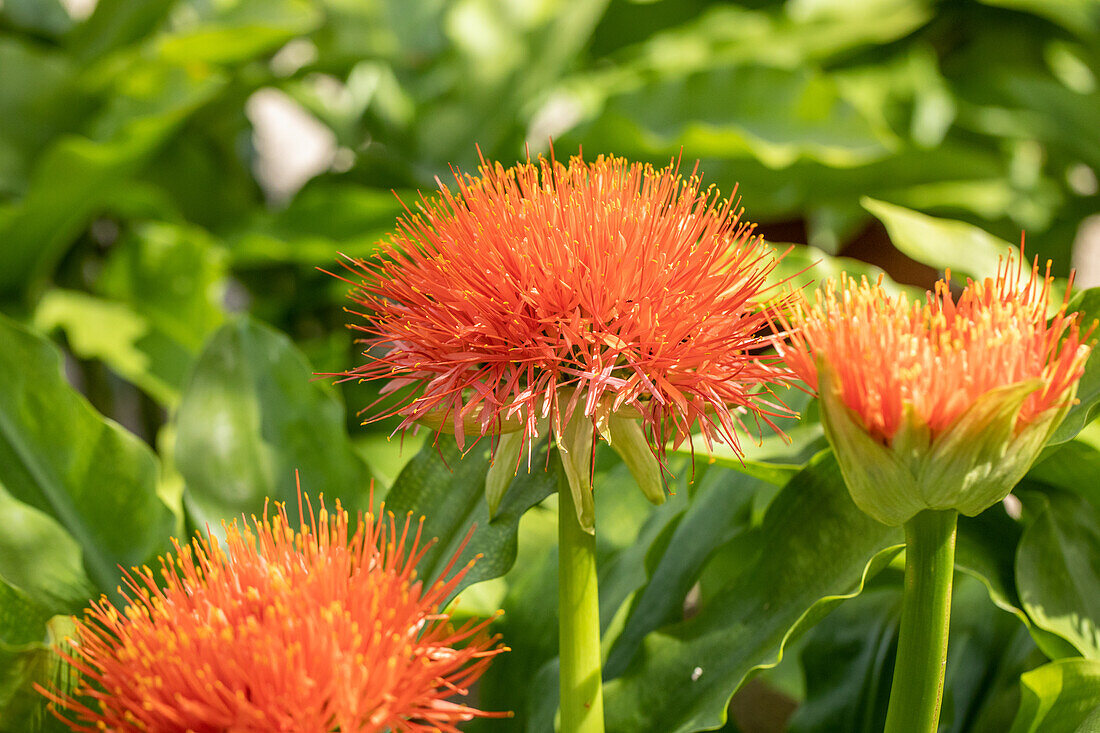 Scadoxus multiflorus subsp. katharinae 'King Albert