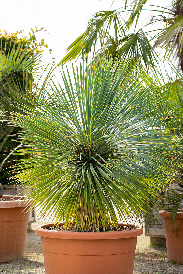 Yucca rostrata