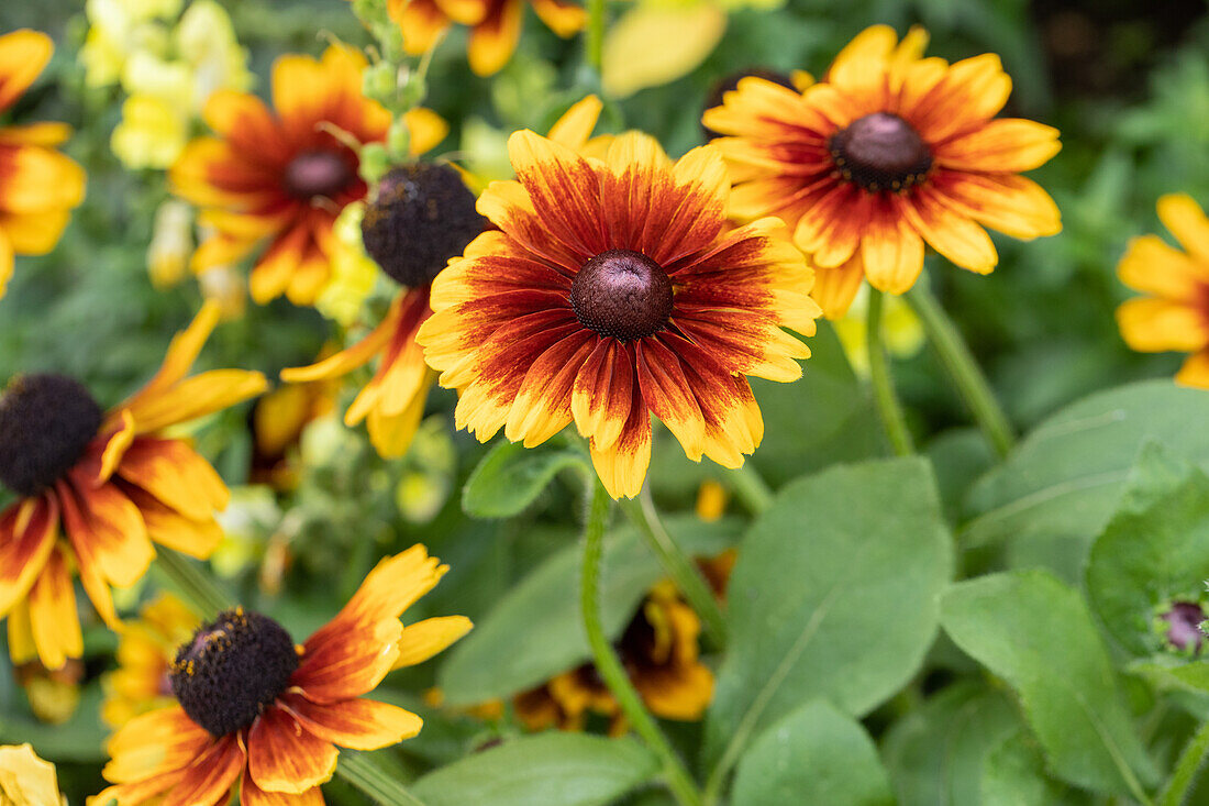 Rudbeckia hirta, yellow-red