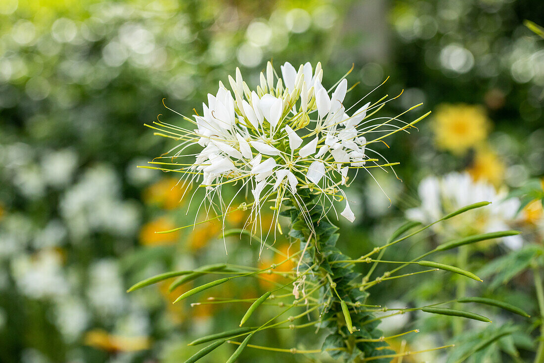 Cleome spinosa