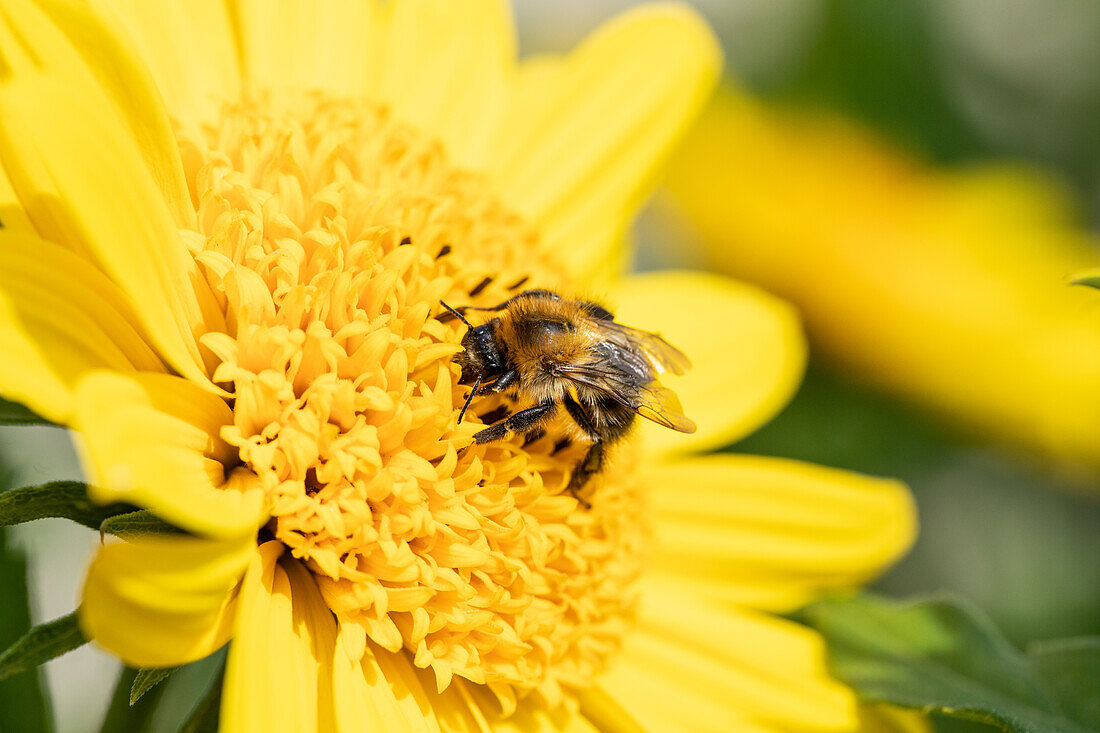 Bee on flower