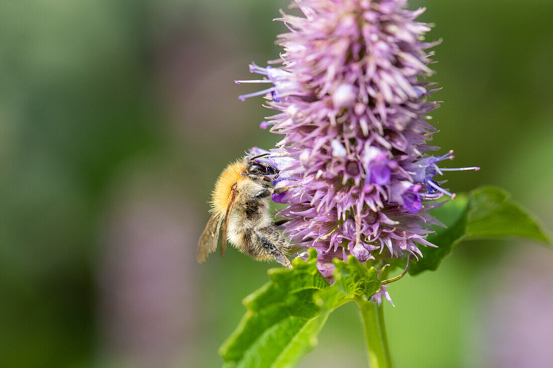 Bee on flower