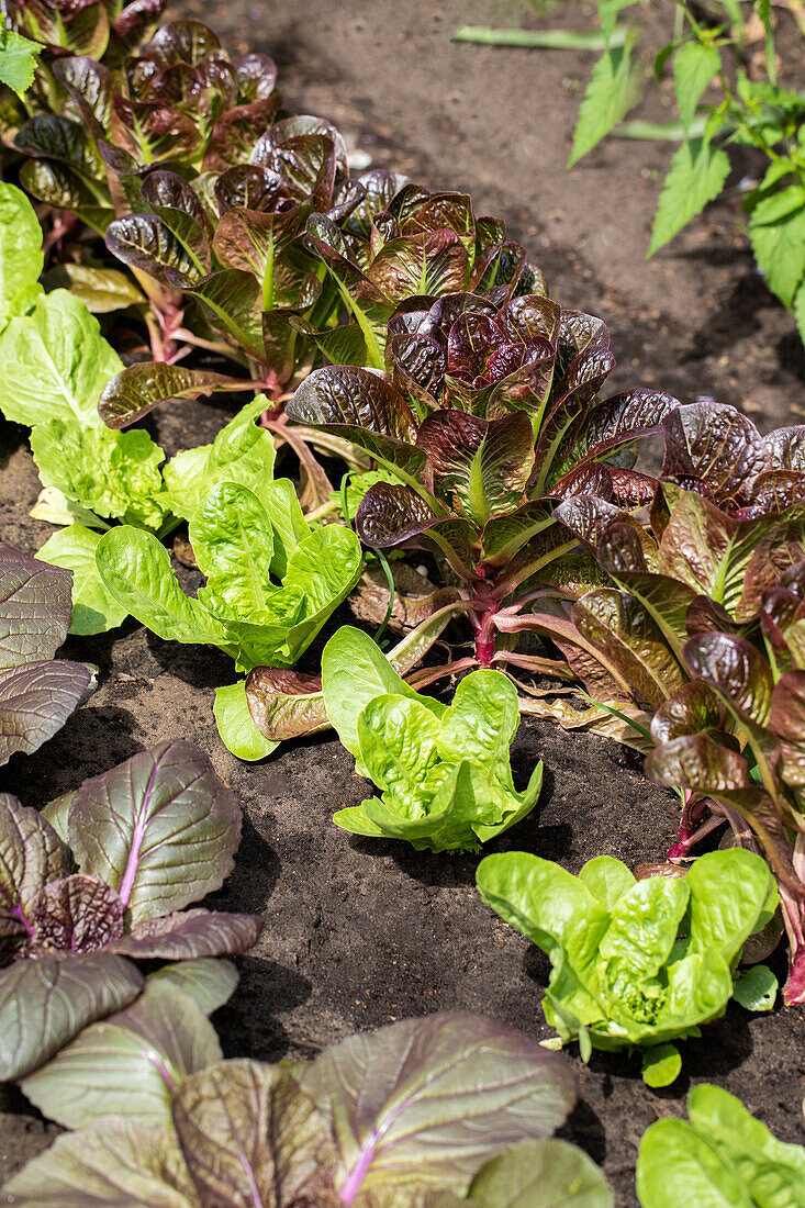 Salad bed