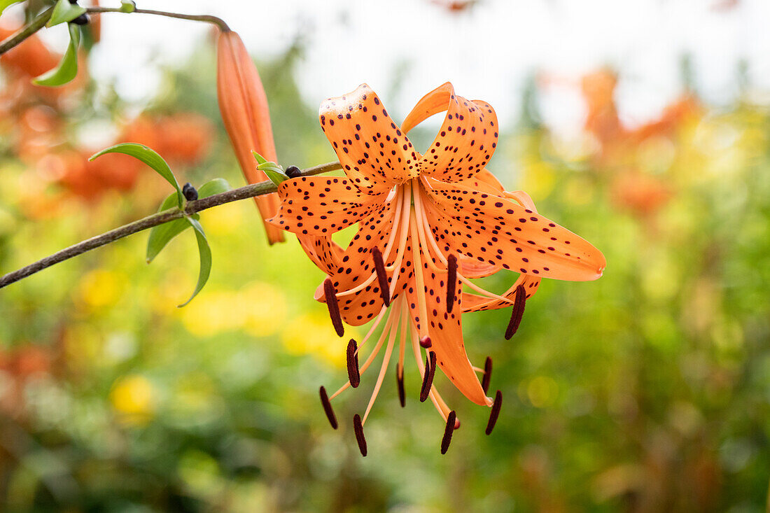 Lilium lancifolium