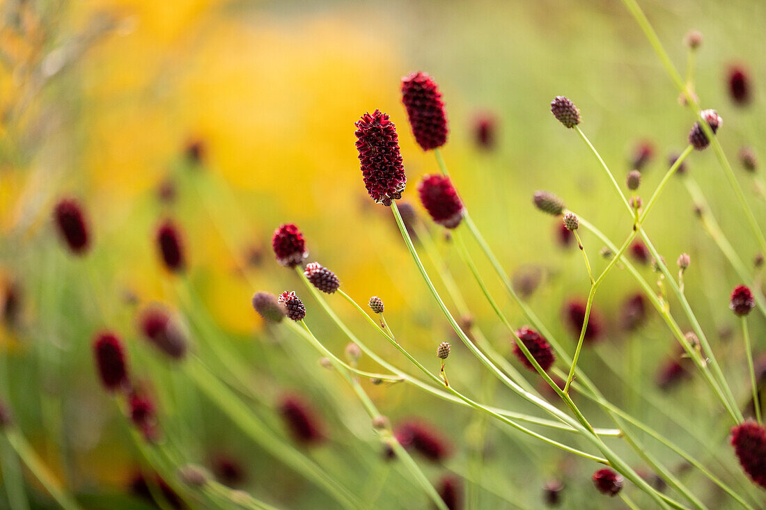 Sanguisorba officinalis