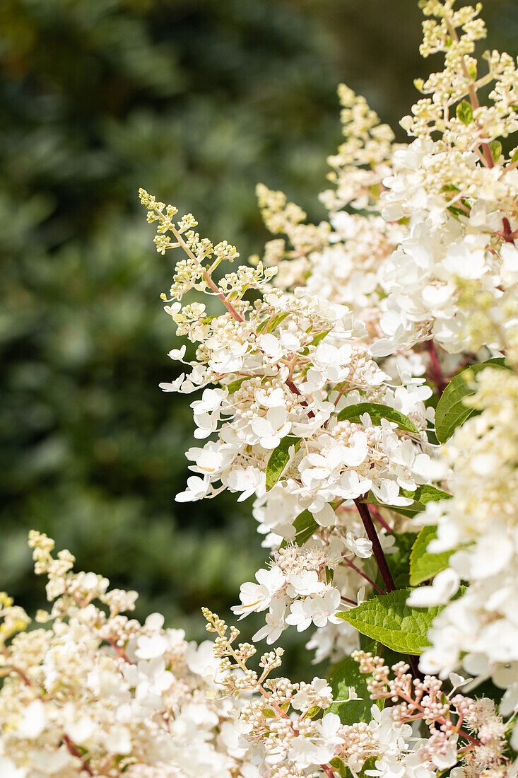 Hydrangea paniculata