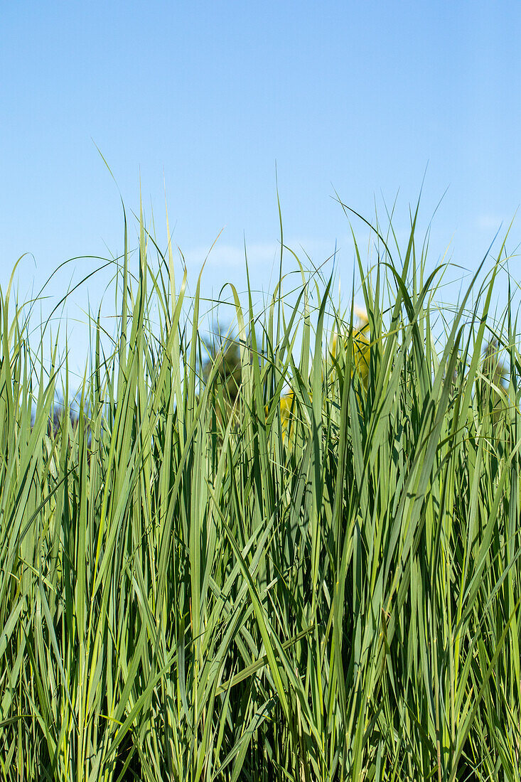 Panicum virgatum 'Northwind'