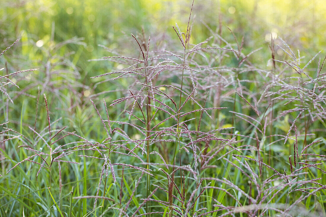 Miscanthus sinensis 'Flamingo'