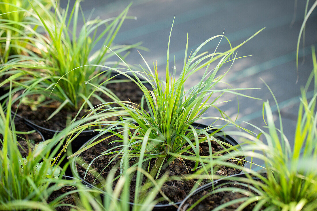 Calamagrostis brachytricha