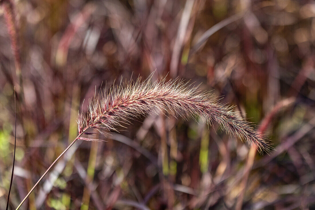 Pennisetum setaceum 'Fireworks'(s)