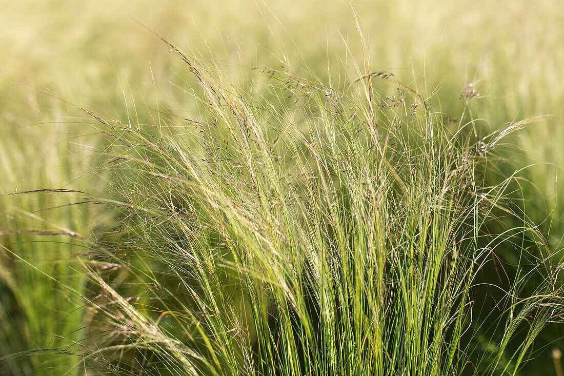 Stipa tenuissima