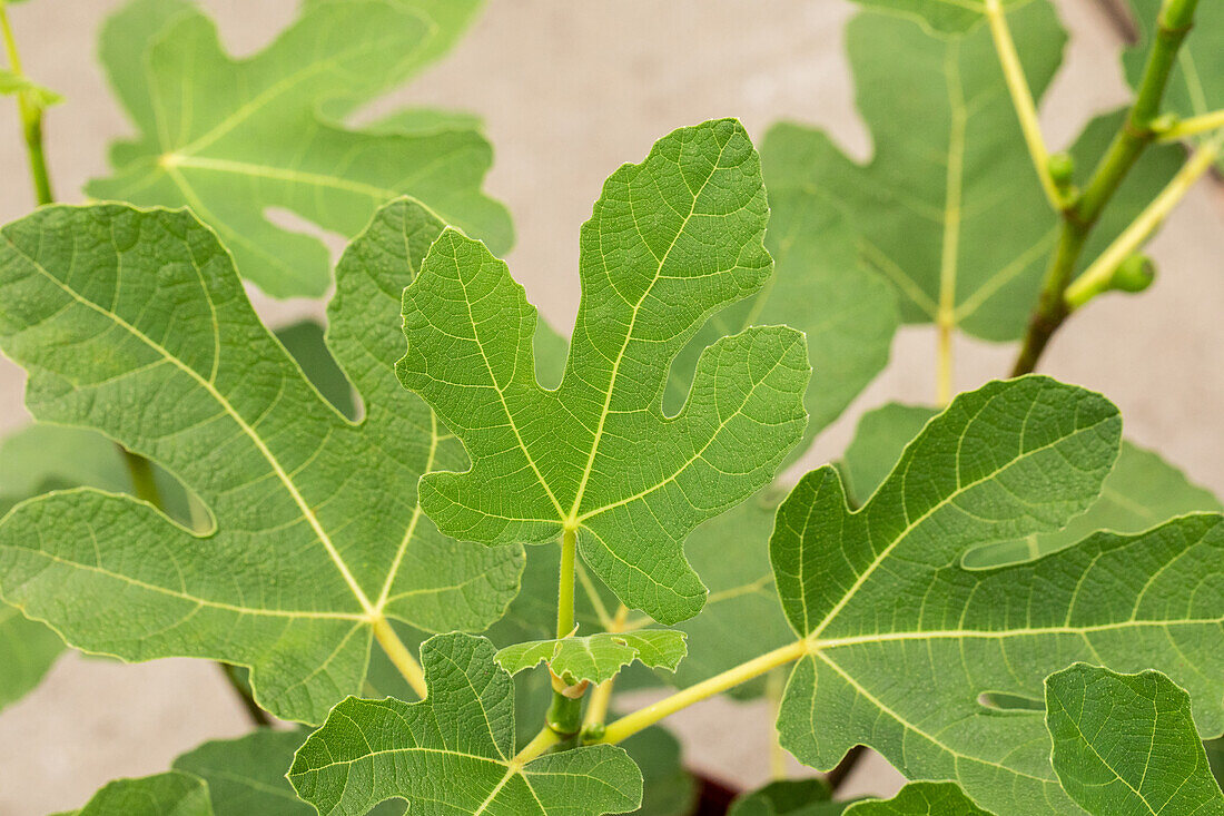 Ficus carica 'Firoma'®