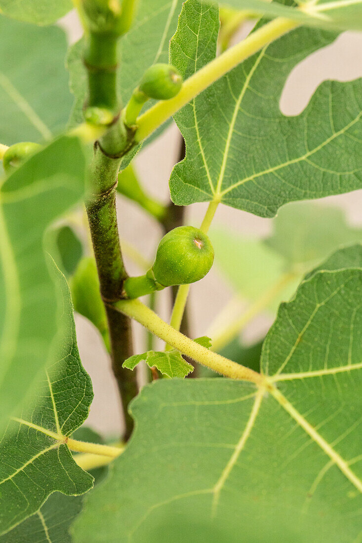 Ficus carica 'Firoma'®