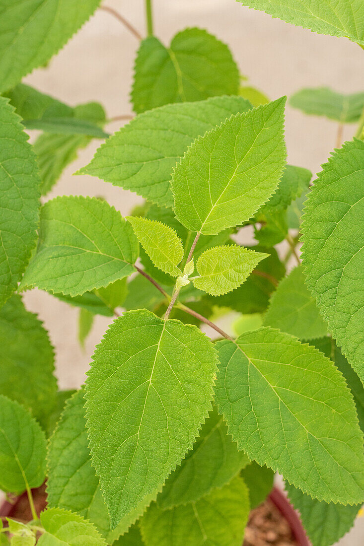 Hydrangea arborescens 'Strong Annabelle'®