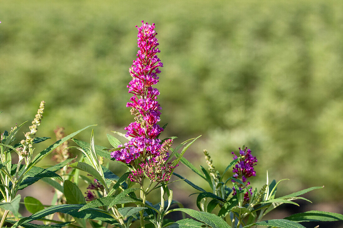 Buddleja davidii 'Butterfly Tower'